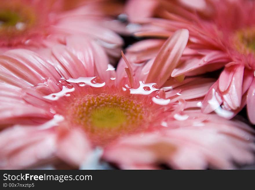 Pink Gerber Daisy in water. Pink Gerber Daisy in water