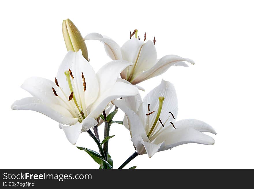 Madona lily on white background