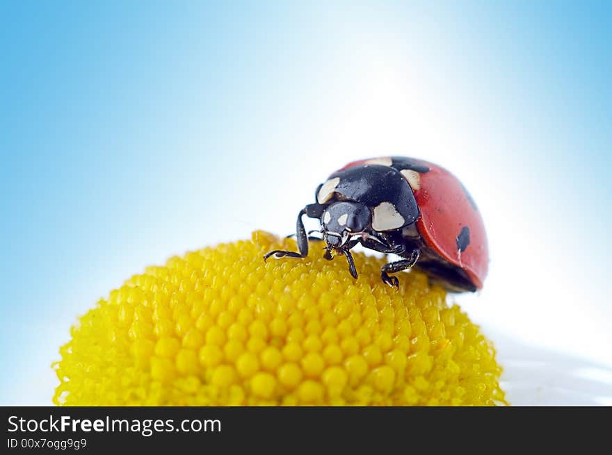 Ladybug on camomile flower under blue sky