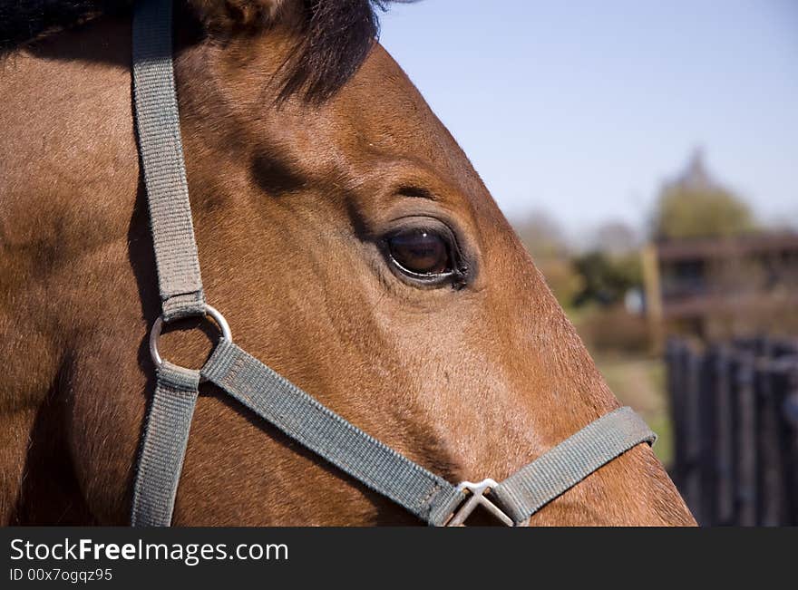 Horse standing at the meadow close up