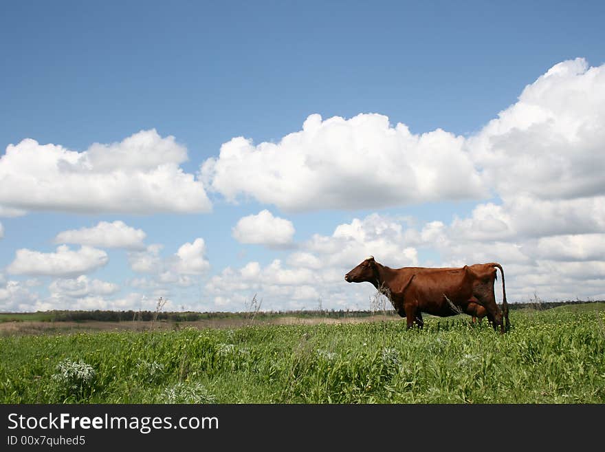 Cows in Summer Landscape