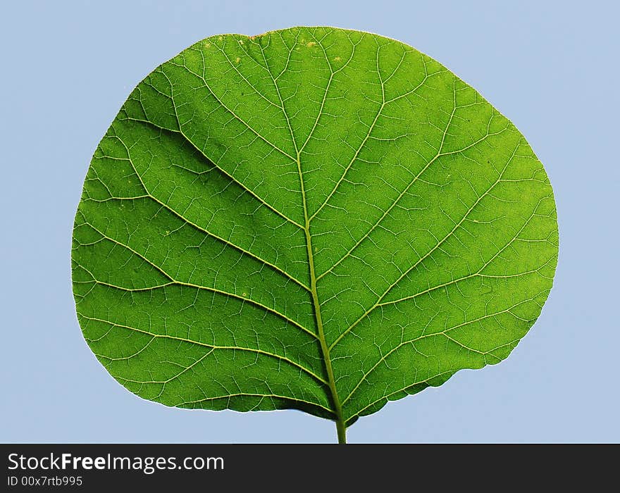 Green leaves under sunlight in spring. Green leaves under sunlight in spring