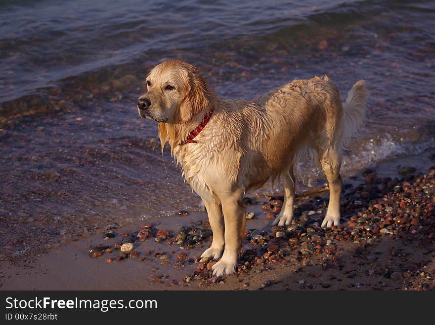 Wet dog standing near the seaside. Wet dog standing near the seaside