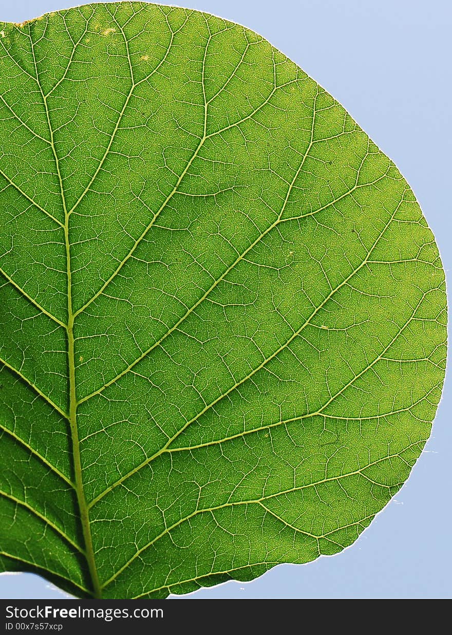 Green leaves under sunlight in spring. Green leaves under sunlight in spring