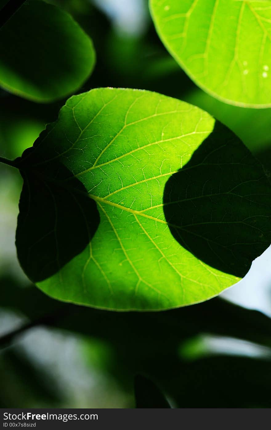 Green leaves under sunlight in spring. Green leaves under sunlight in spring