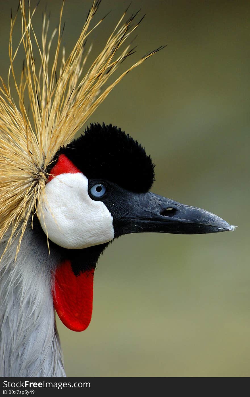 Greu crowned crane