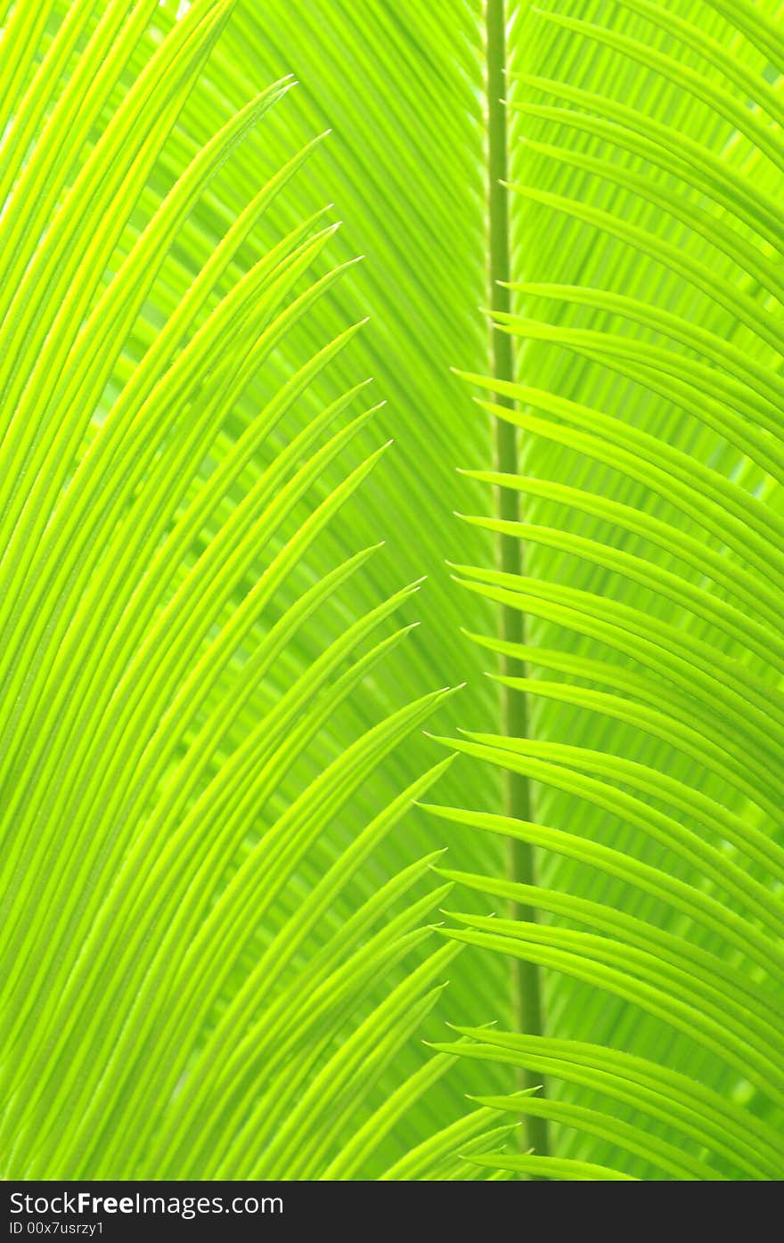 The verduure new leaves of the cycad tree,. The verduure new leaves of the cycad tree,