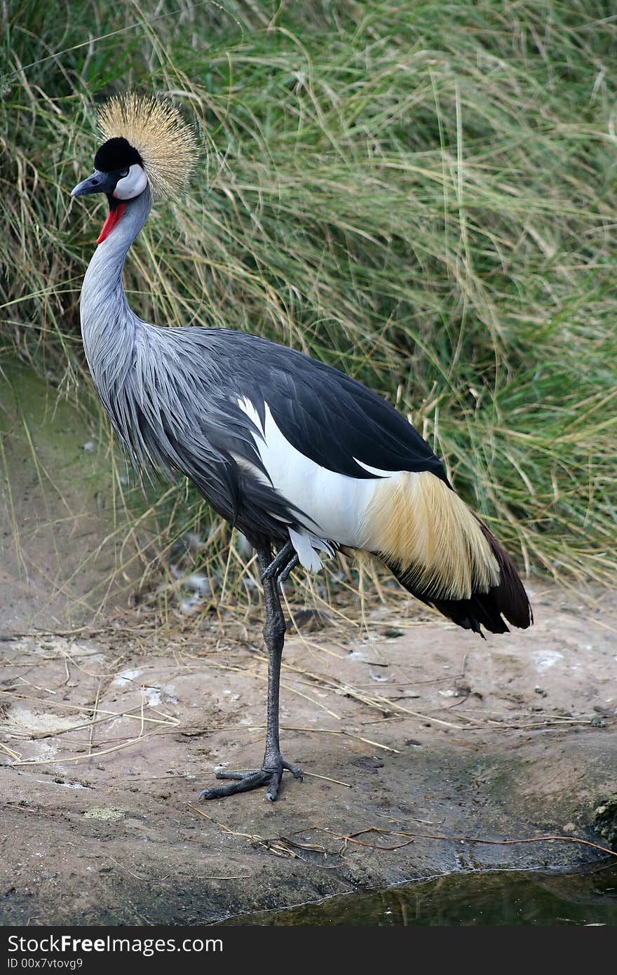 Crowned Crane at farmer's pond, South Africa.