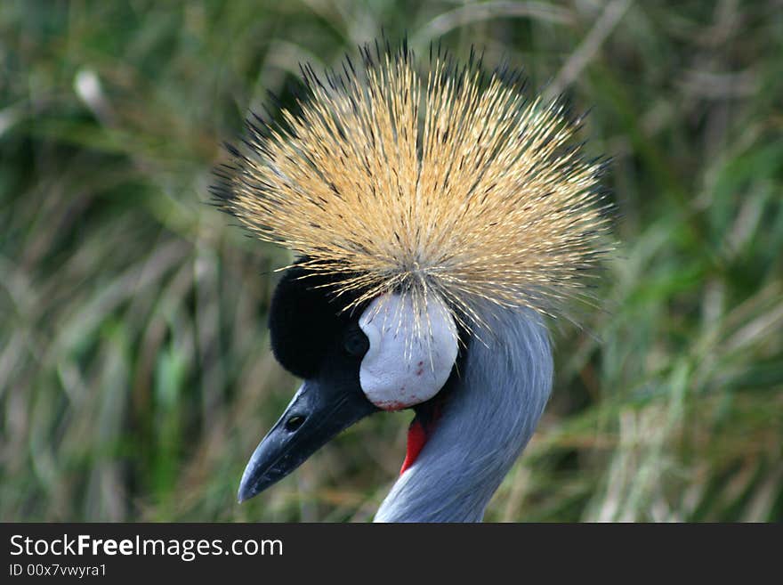 Crowned Crane, close-up of crown. South Africa.