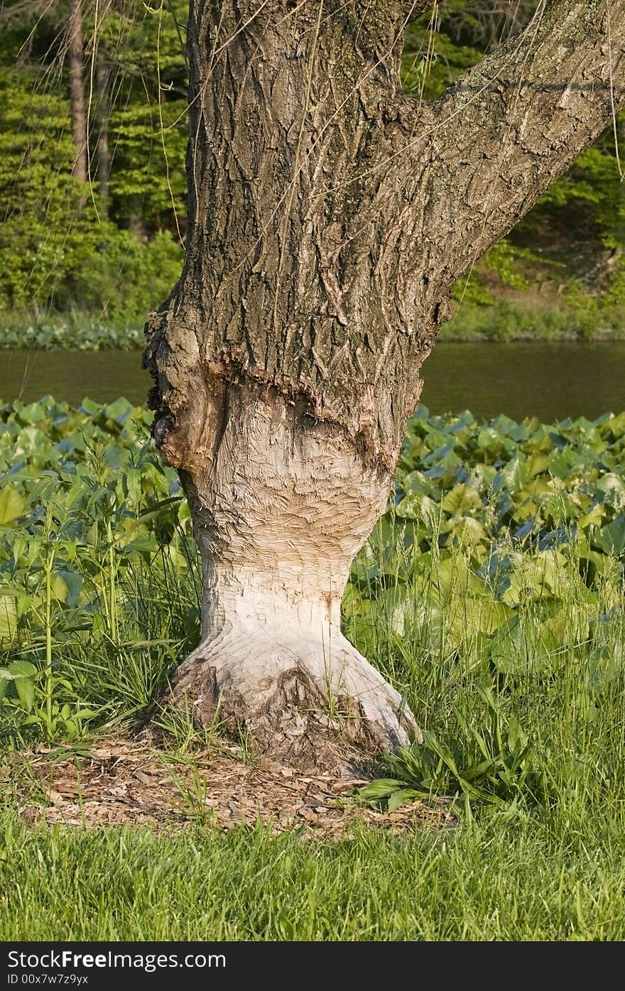 Beaver Damage