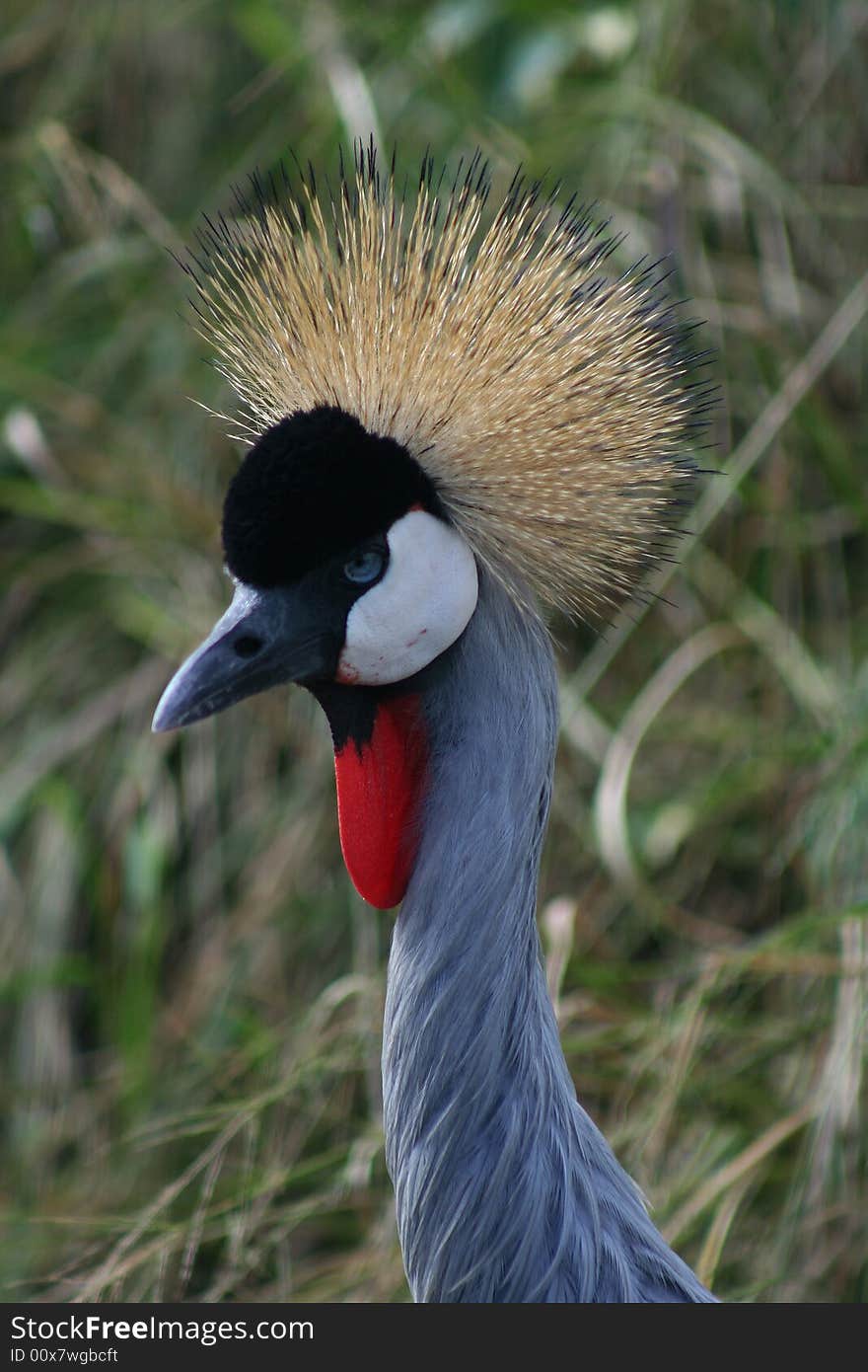 Crowned Crane, head shot