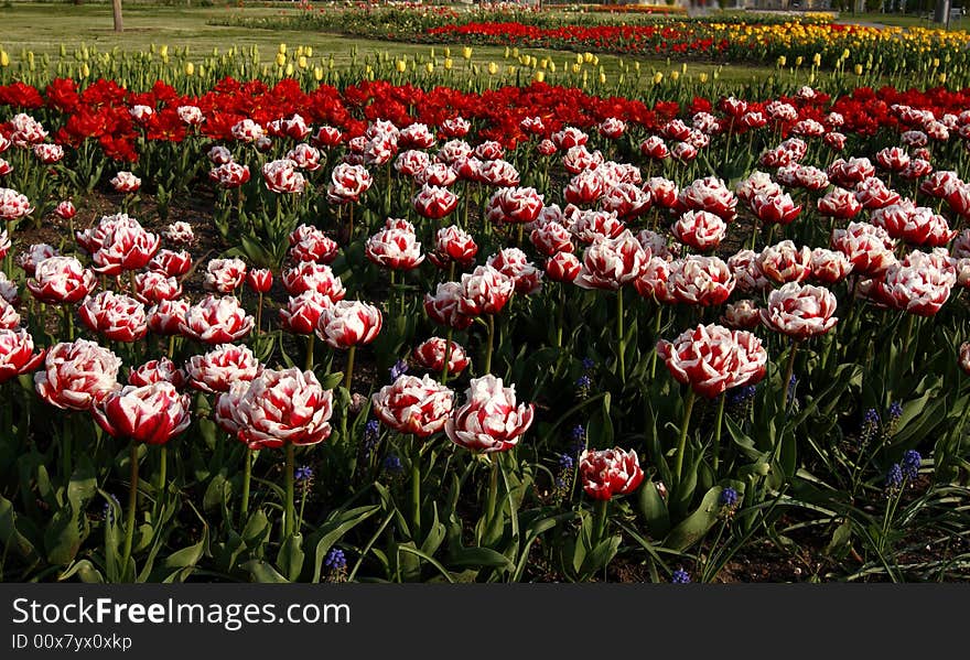 Tulips on a spring meadow. Tulips on a spring meadow