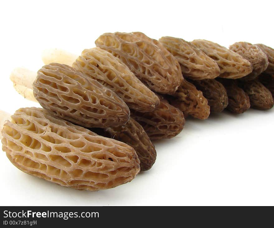 Morel Mushrooms