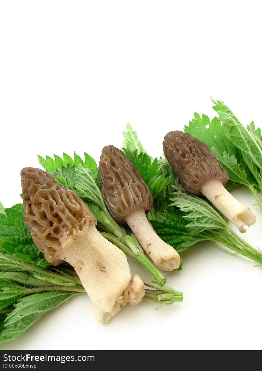 Morel mushroom and nettles isolated over white. Morel mushroom and nettles isolated over white.