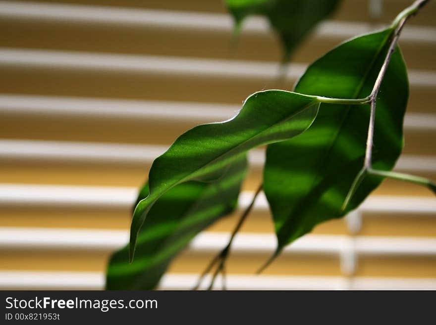 Green leaf with shade marks