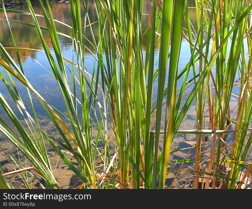 Swamp stems