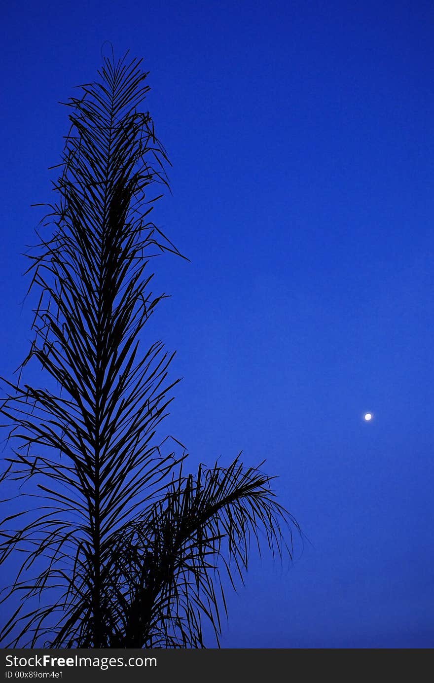 Early Evening Palm - Closer