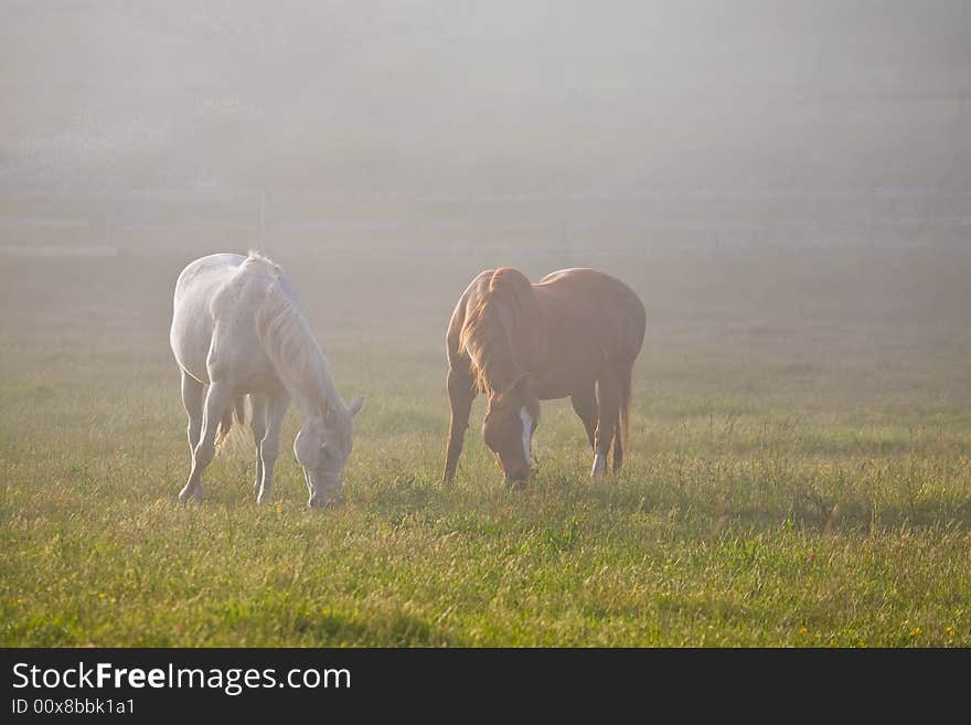 Horses In Fog