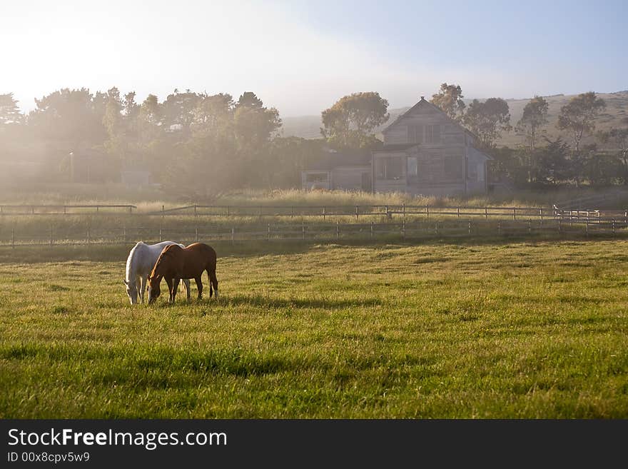 White and chestnut horses in fog