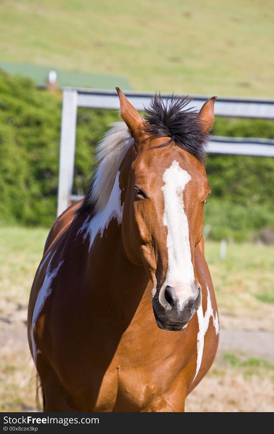 Chestnut horse