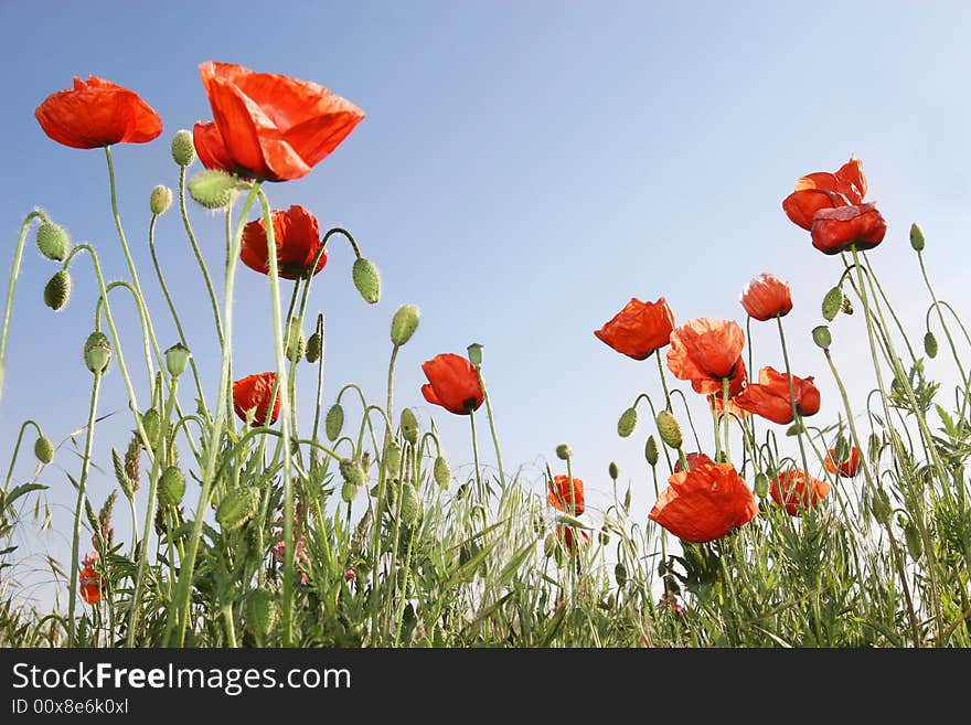 Red poppies on blue sky background