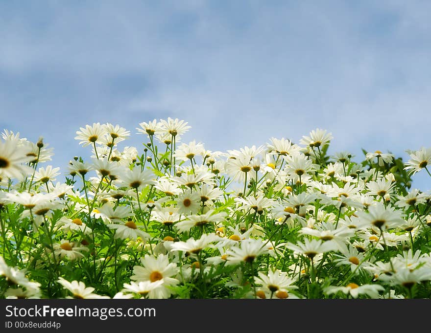 Meadow with comomiles over blue sky