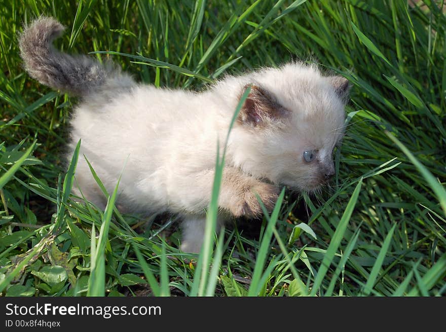 Siamese kitten in grass