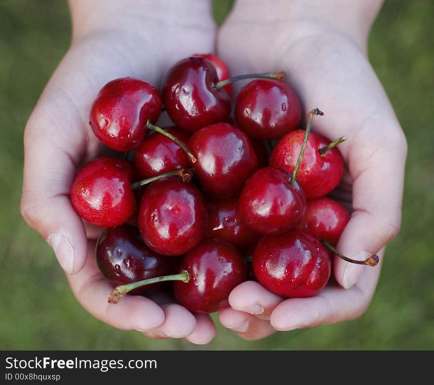 Ripen cherries in the hands of a girl