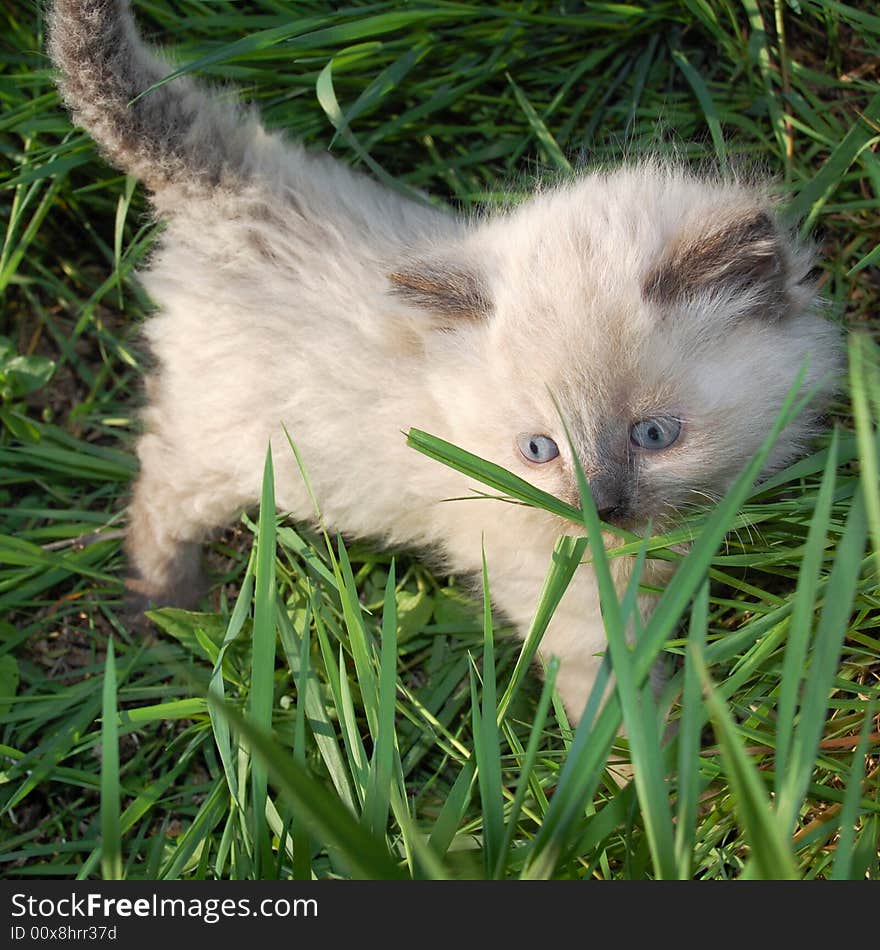 Siamese kitten in grass