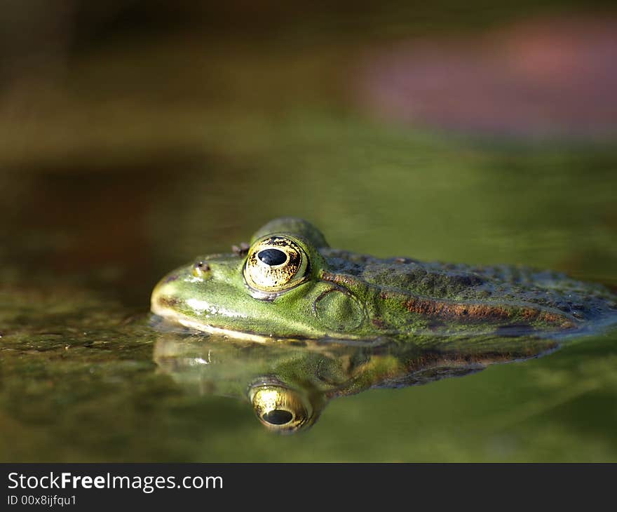 Frog in a pond