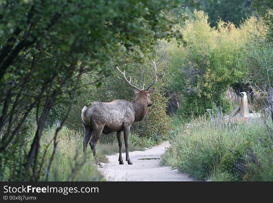 Rocky Mountian National Park Elk