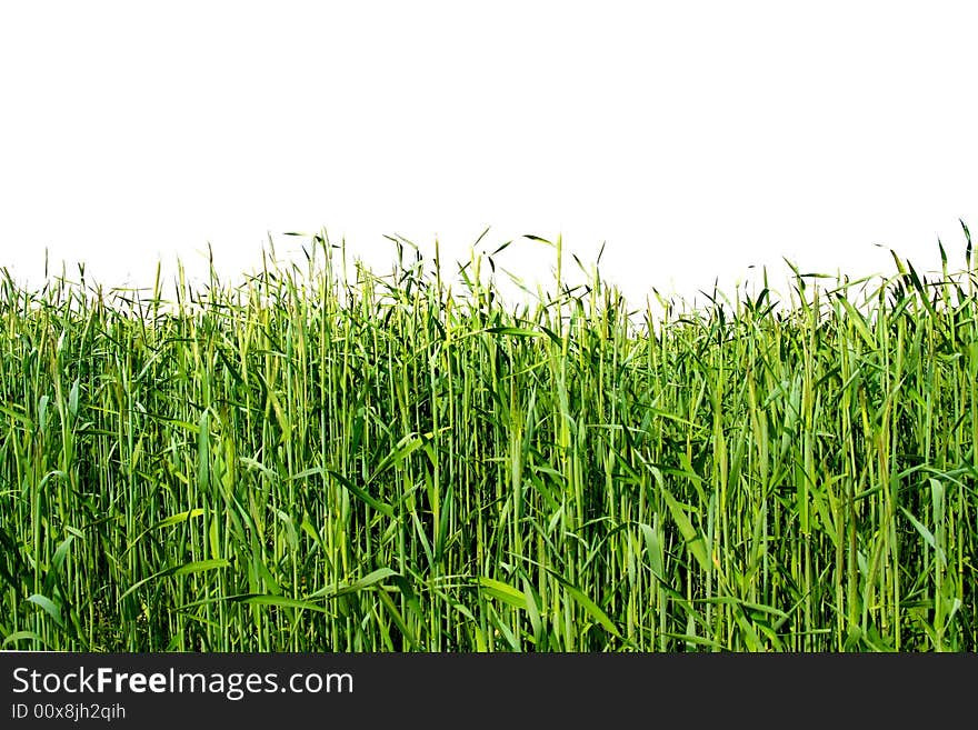 Green grain field isolated, early spring. Green grain field isolated, early spring