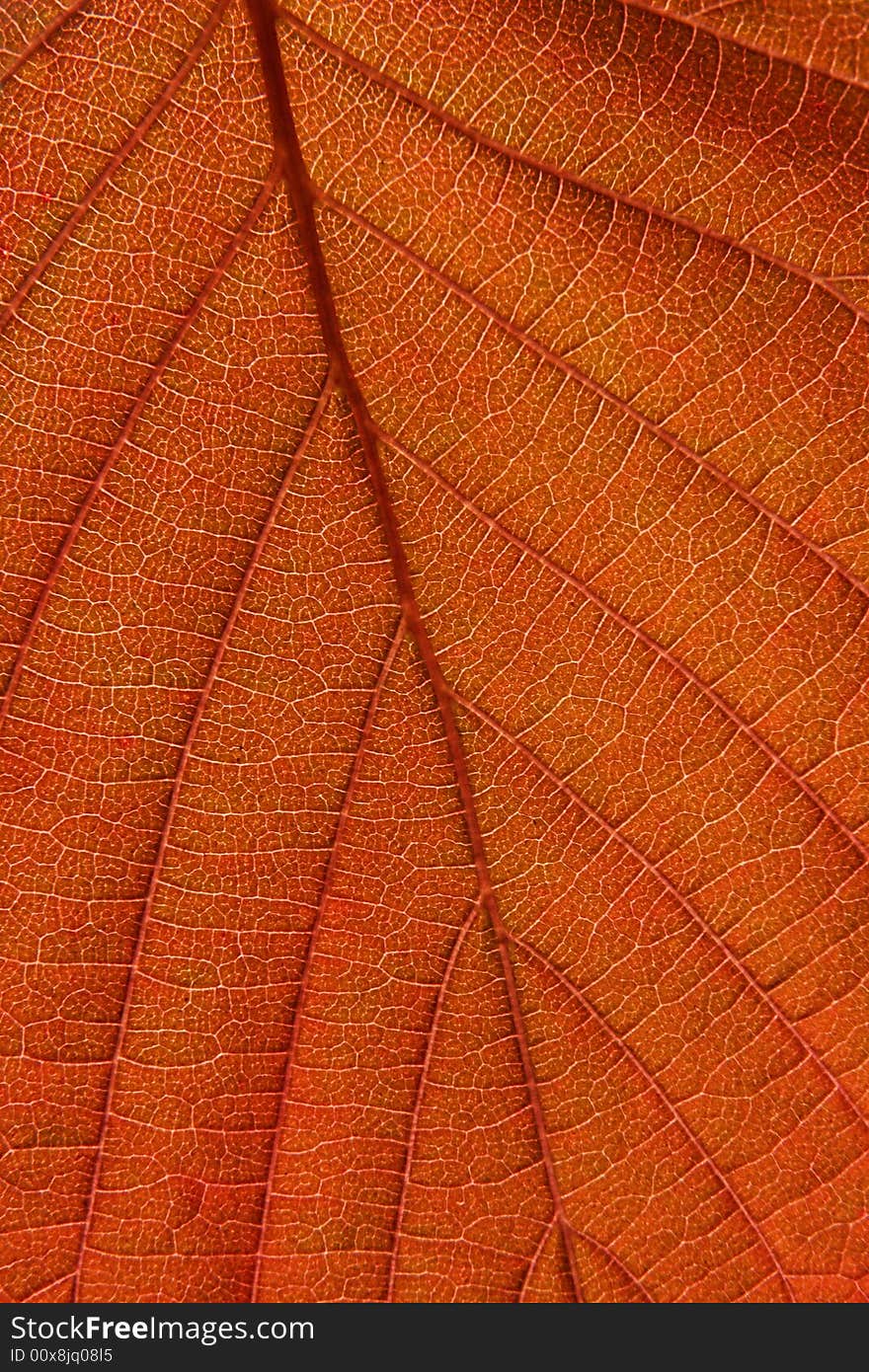 Lighten leaf vertical