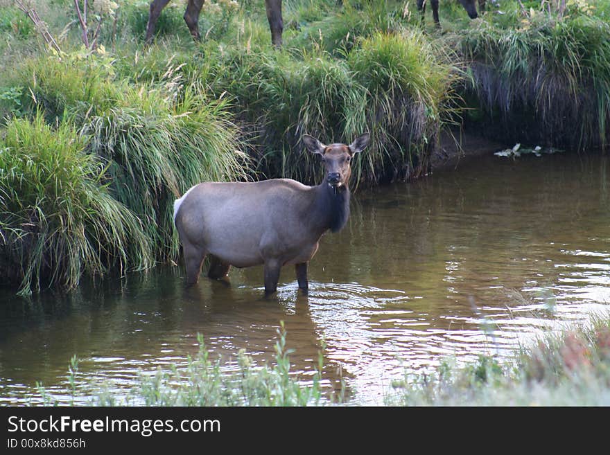 Rocky Mountain National Park Elk