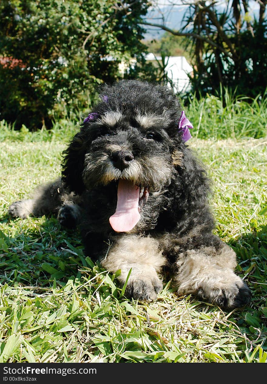 Purebreed french poodle puppy laying in the grass