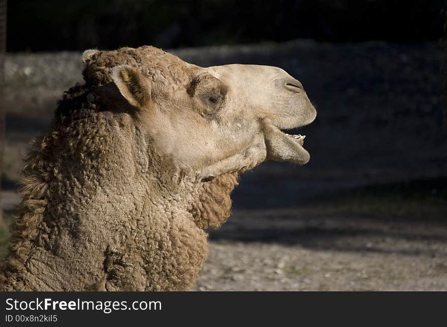 Camel looking at black copy space with mouth open. Camel looking at black copy space with mouth open