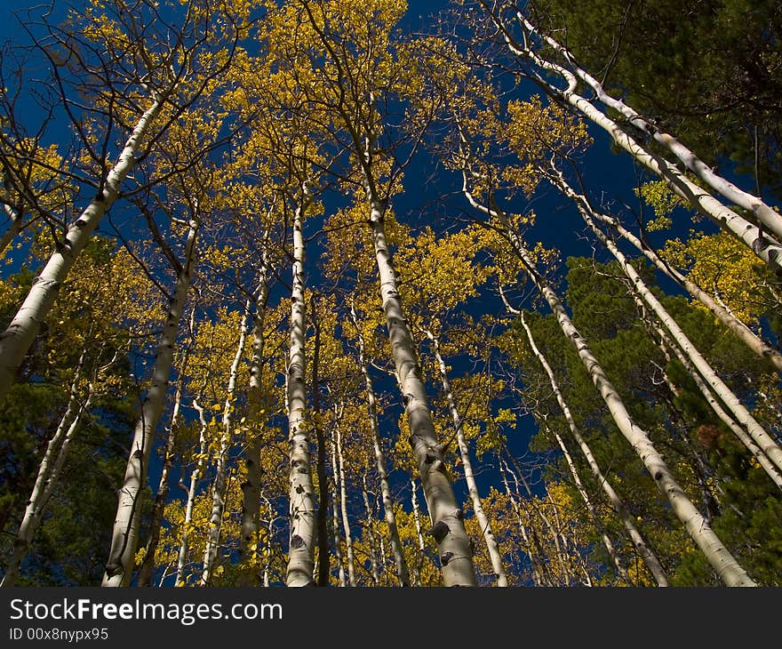 Autumn on the Saint Vrain Mountain trail in the Indian Peaks wilderness of Colorado. Autumn on the Saint Vrain Mountain trail in the Indian Peaks wilderness of Colorado.