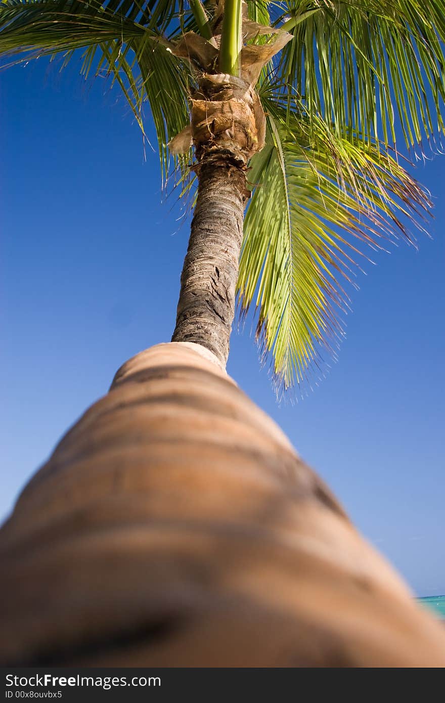 Palm tree on Bavaro beach, Dominican republic