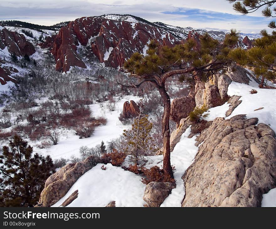 Winter Overlook Tree