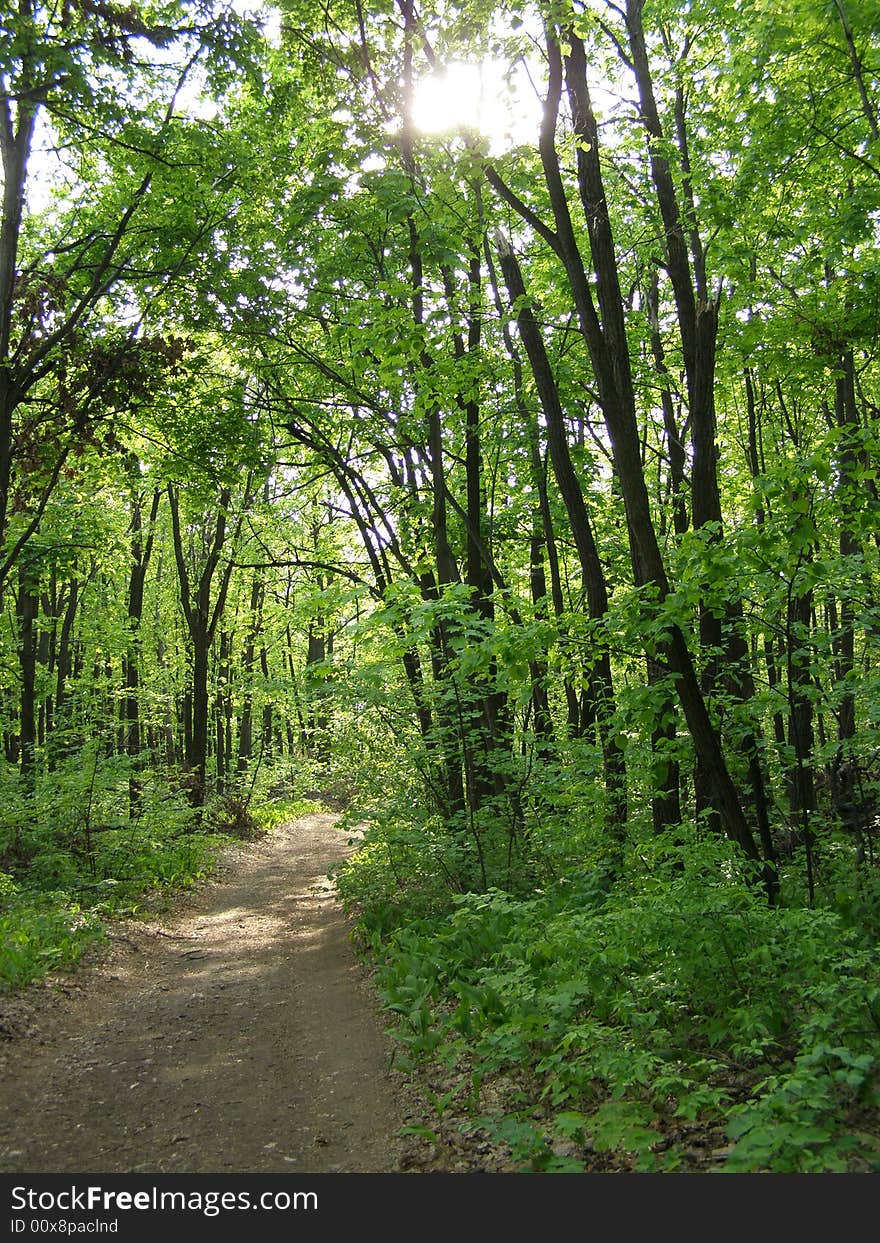 Road In The Forest