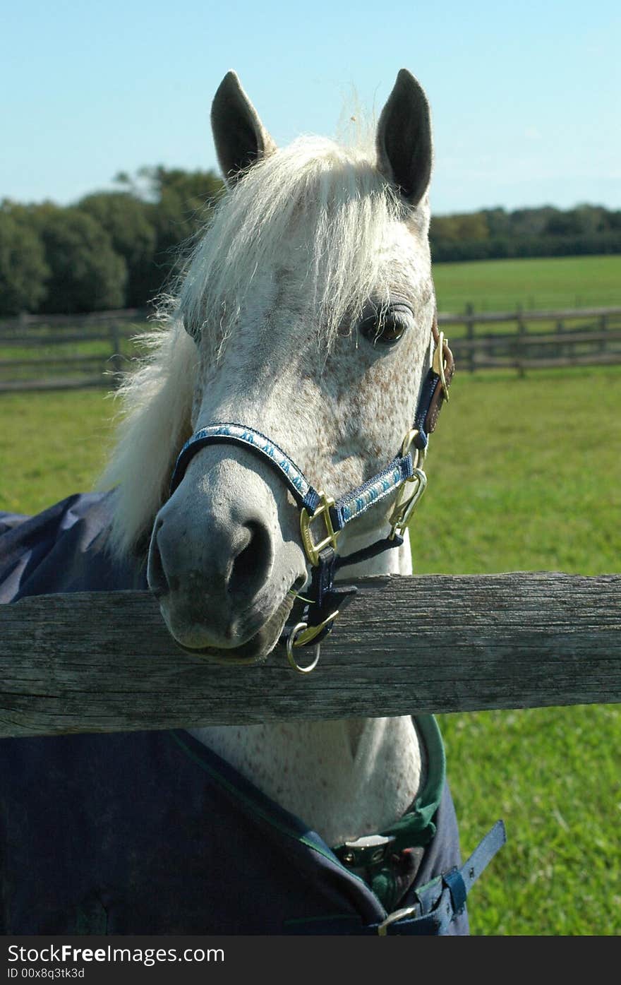 Speckled pony in paddock