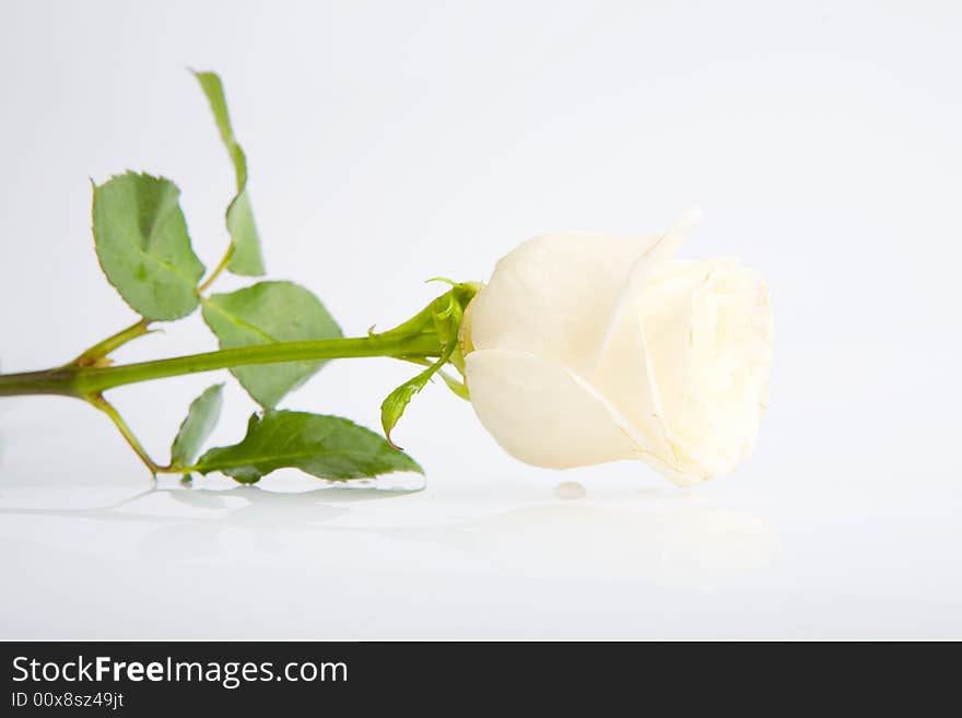 White rose and it reflection