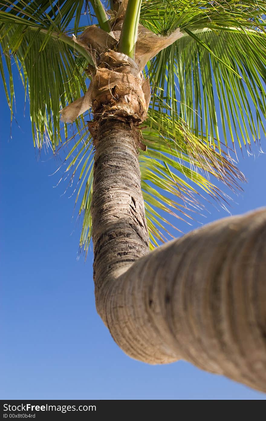 Palm tree on Bavaro beach, Dominican republic