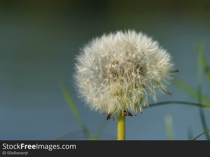 Dandelion macro