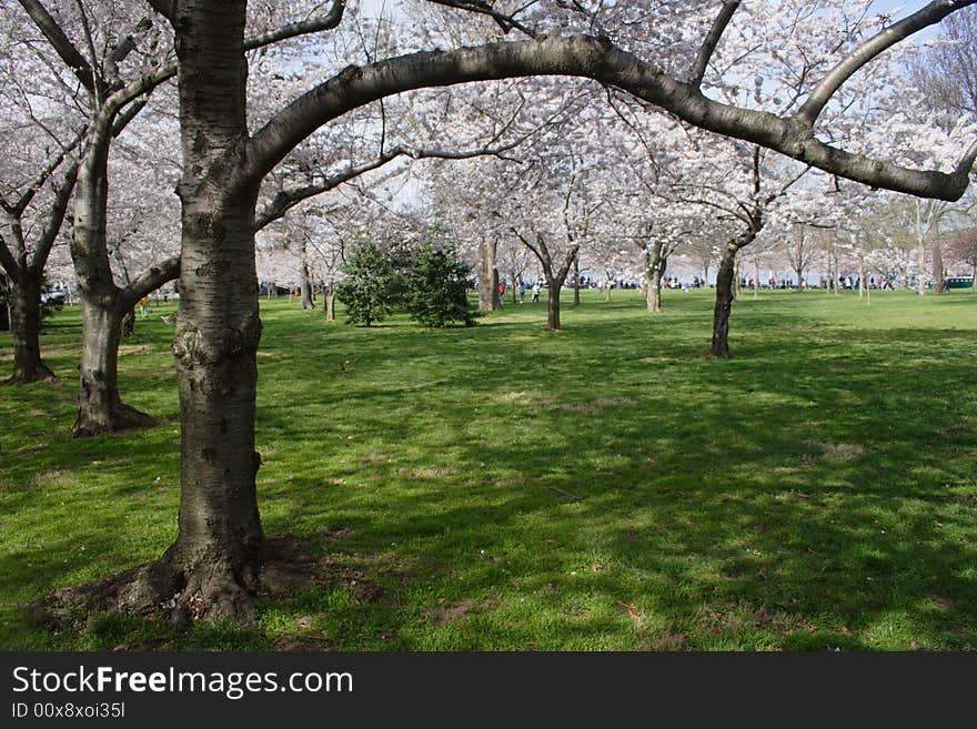 Image of cherry Blossom taken during the spring festival in Washington DC