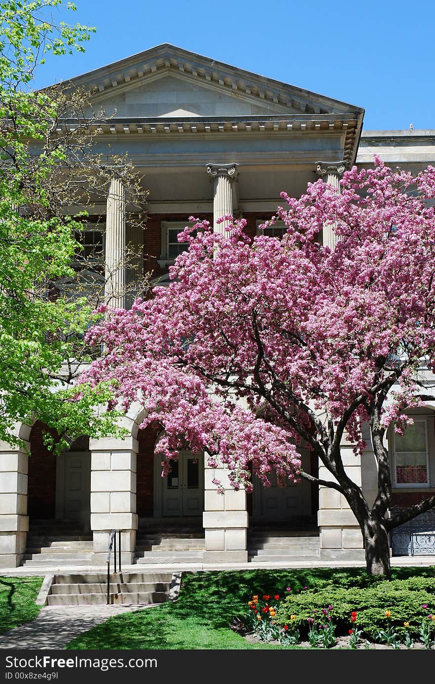 Flowering crabapple trees in front of Osgoode Hall, Toronto. Flowering crabapple trees in front of Osgoode Hall, Toronto