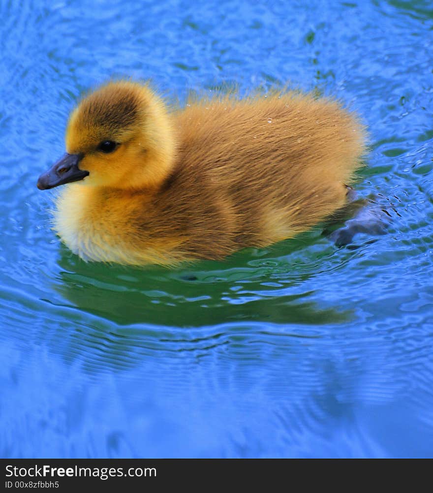 Loonie Baby On Lake