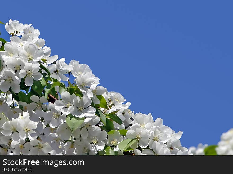 Spring branch on a blue sky background. Spring branch on a blue sky background.