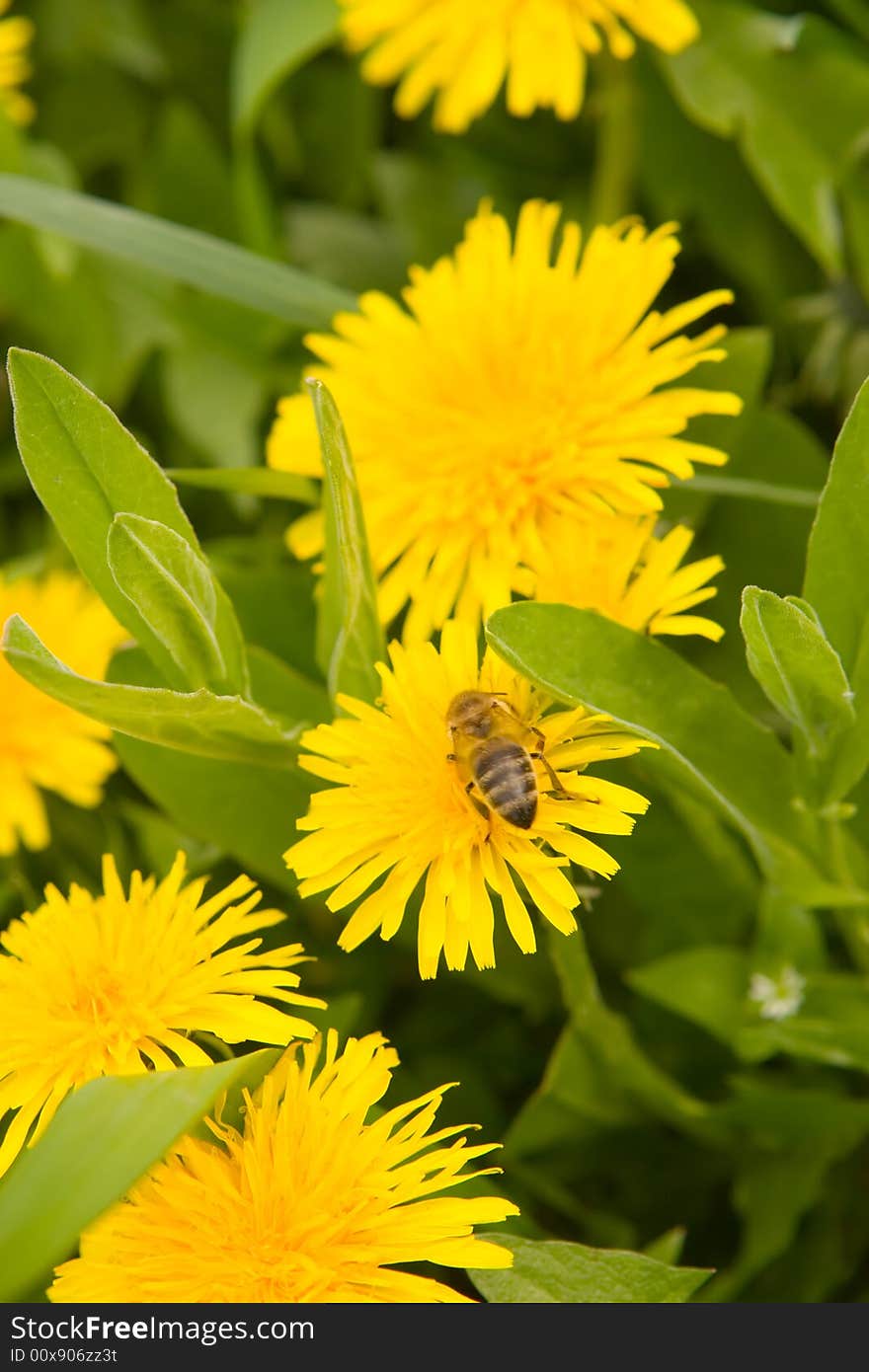 Dandelion by springtime and bee