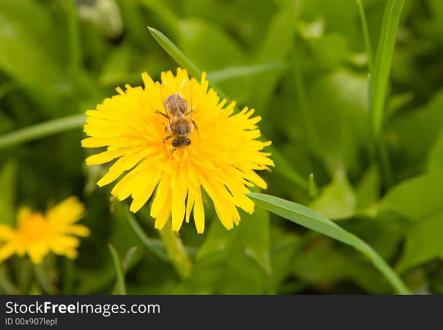 Dandelion By Springtime